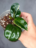 Hoya quinquenervia 'Little Plu'