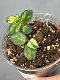 Hoya 'Mathilde' (inner variegated)2