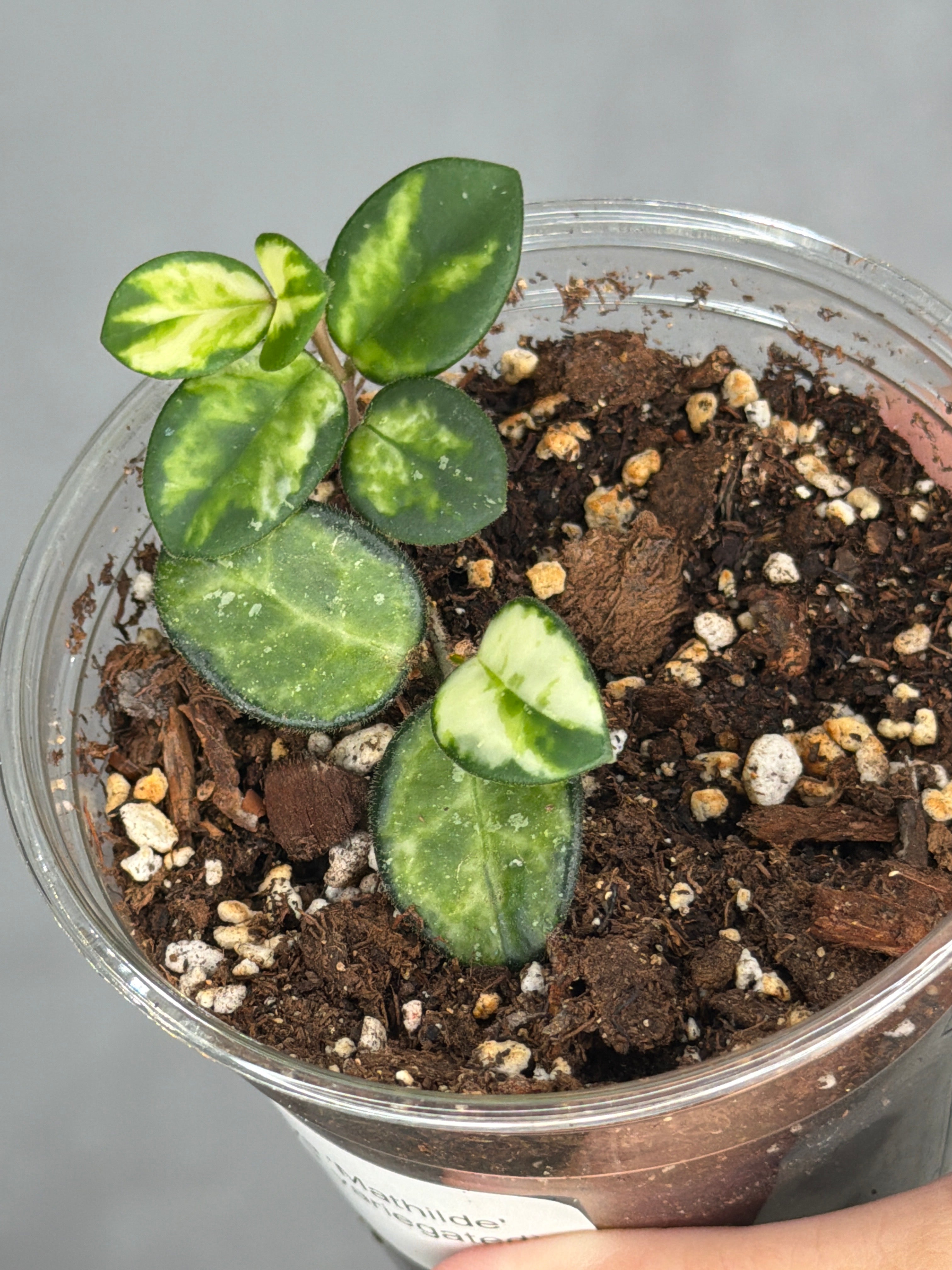 Hoya 'Mathilde' (inner variegated)2