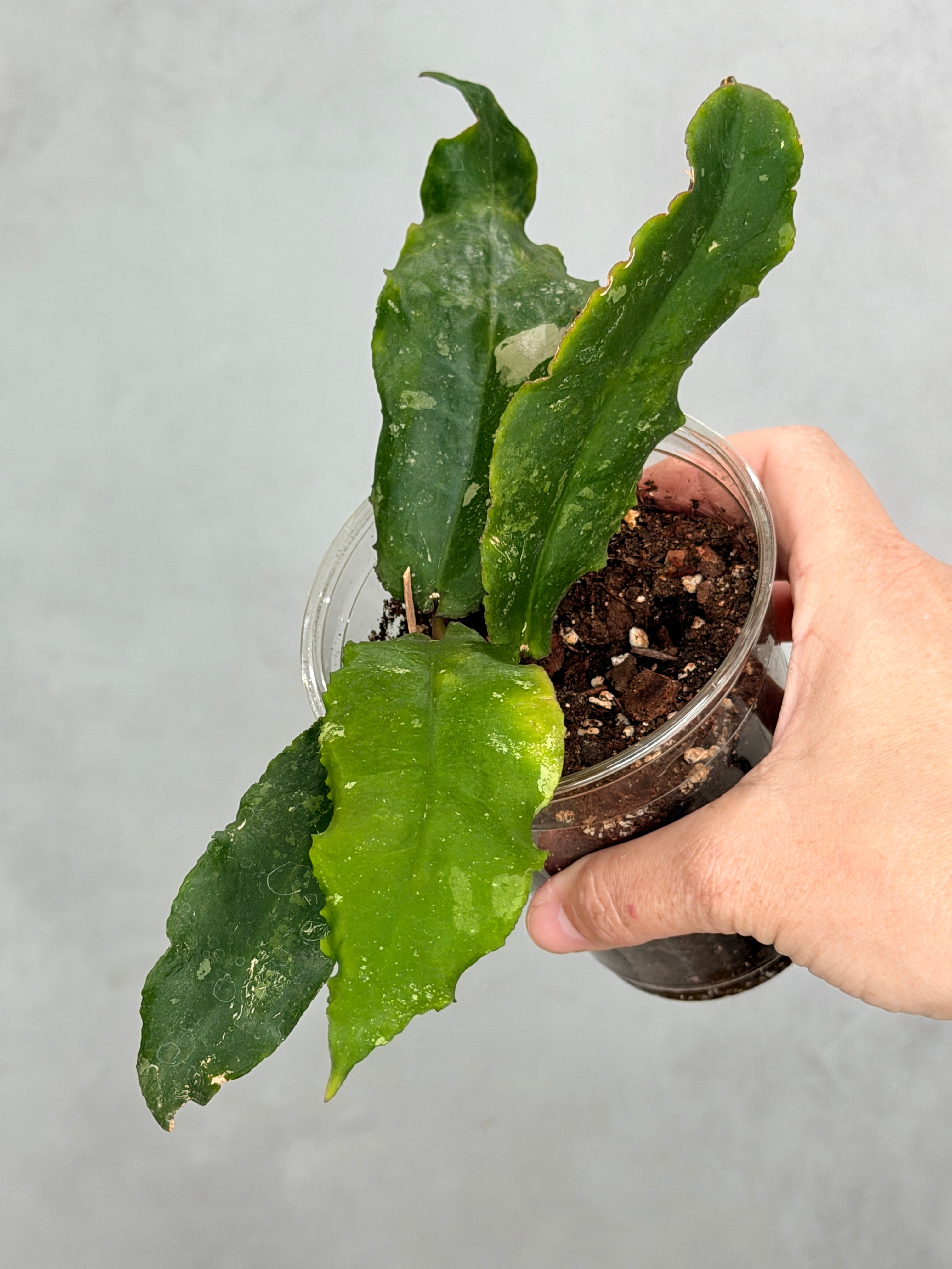Hoya undulata