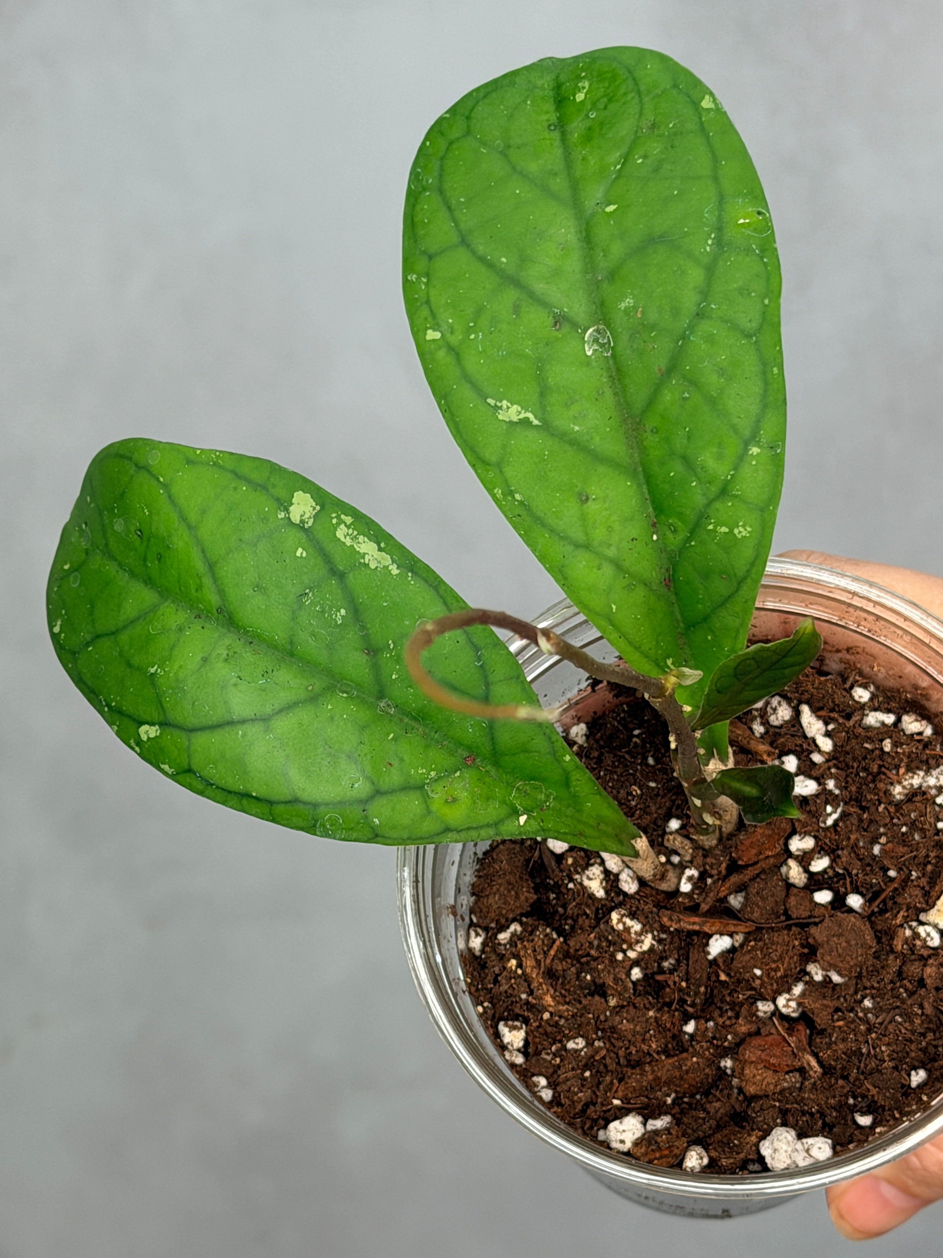 Hoya 'Viola'