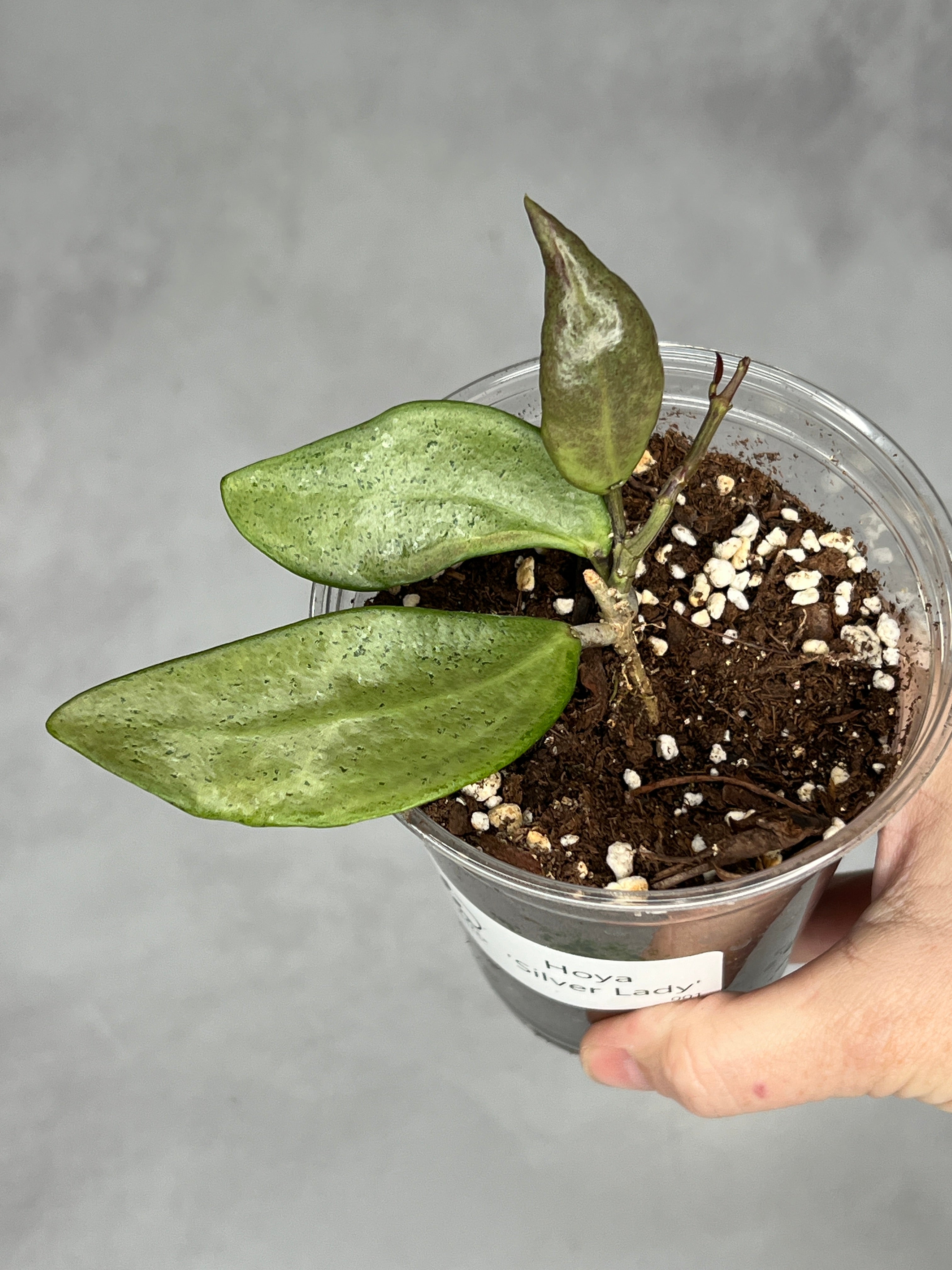 Hoya ‘Silver Lady’