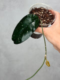 Hoya sp. Tam Dao (splash)