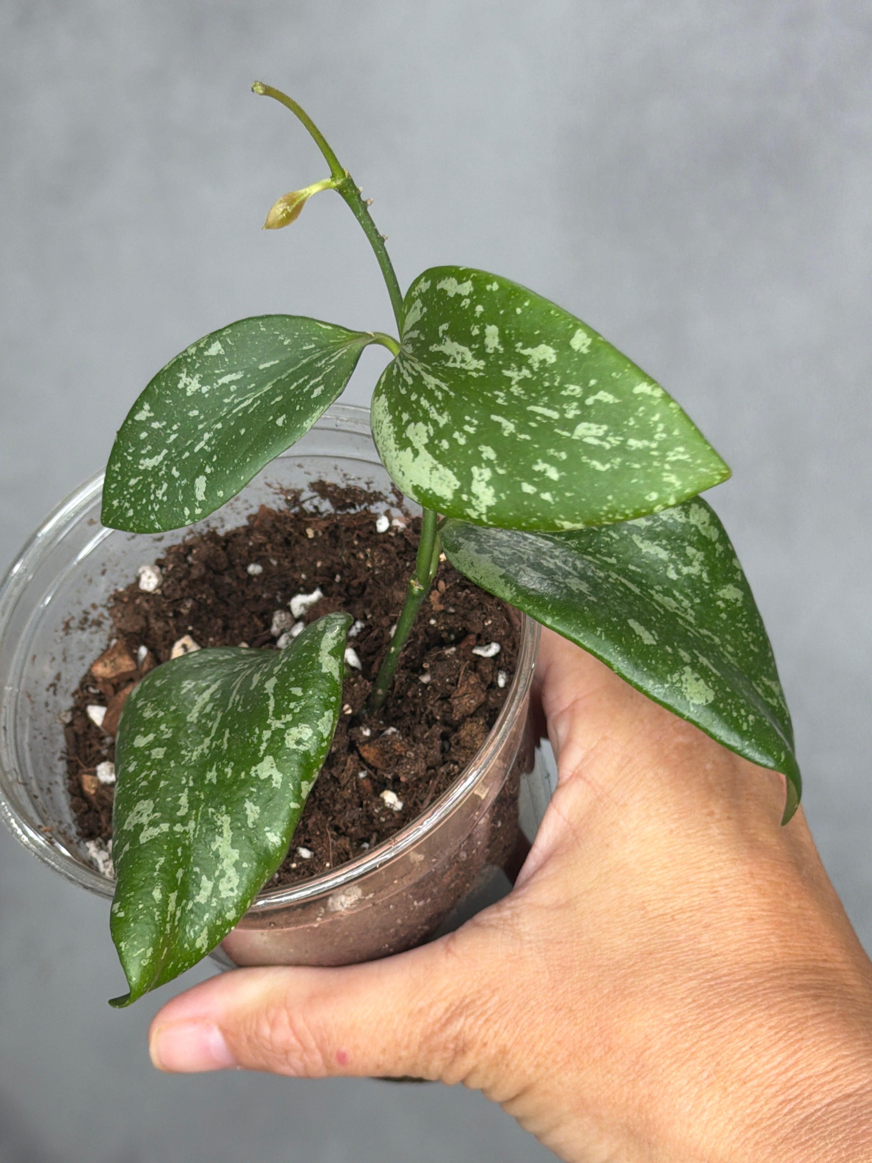 Hoya annulata x collina4