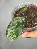 Hoya sp. Ganung Gading Ghost
