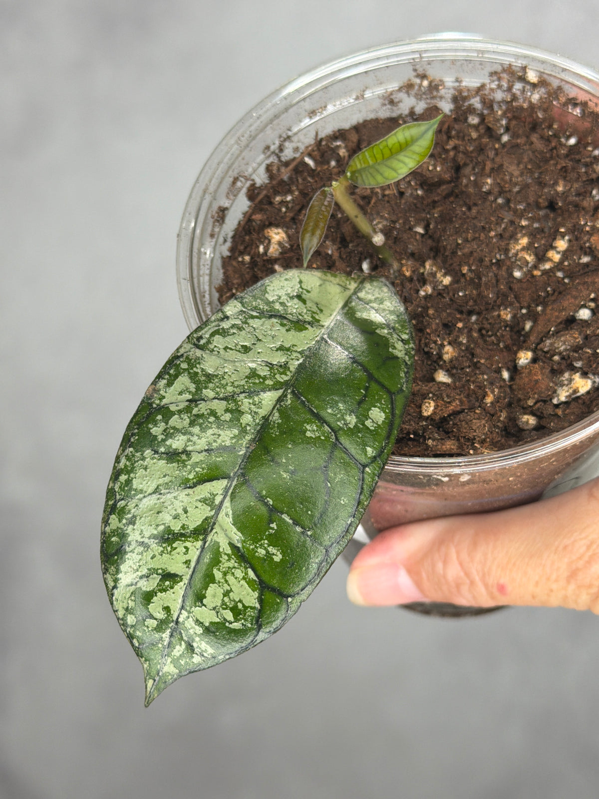 Hoya sp. Ganung Gading Ghost