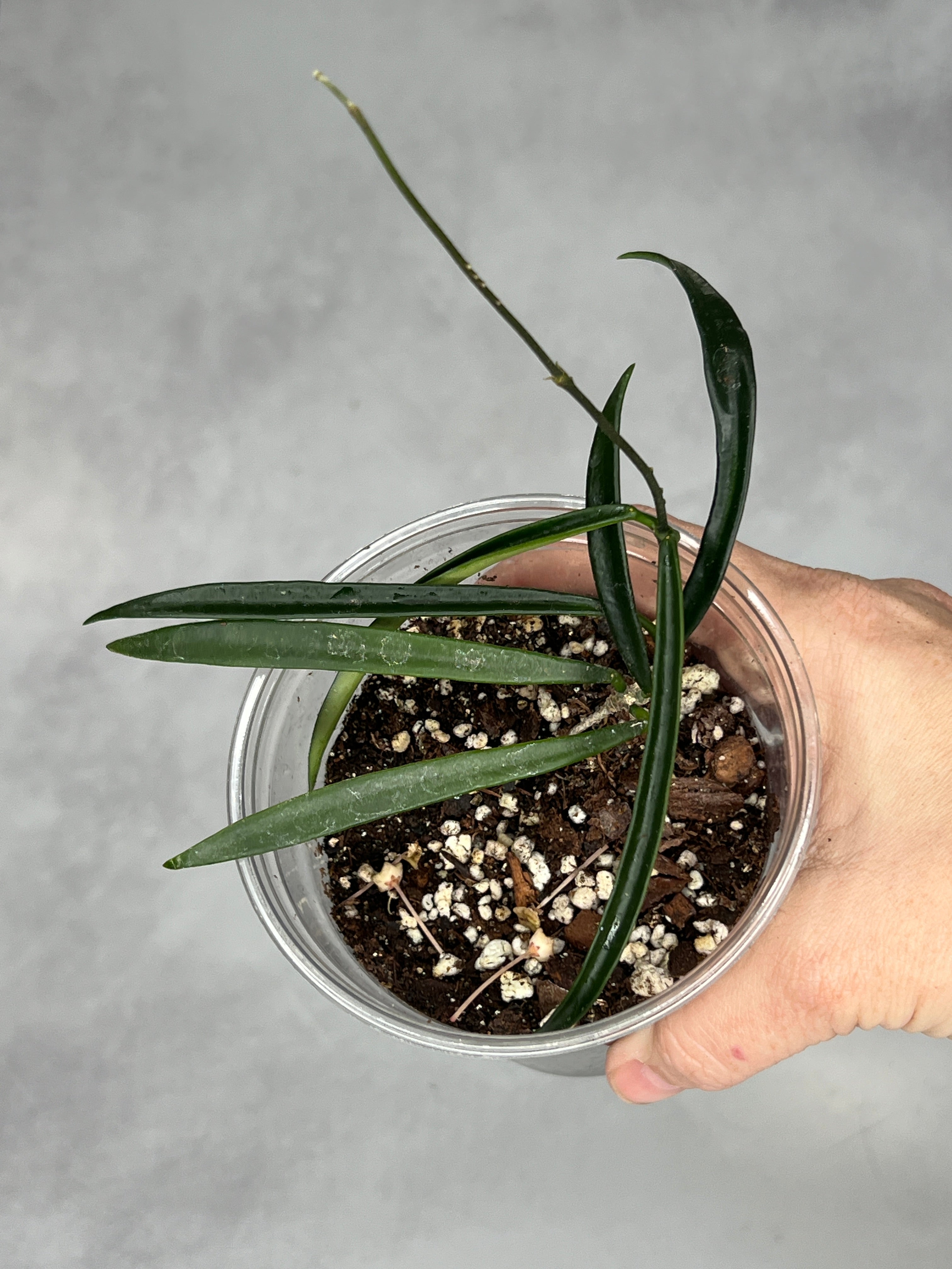 Hoya shepherdii