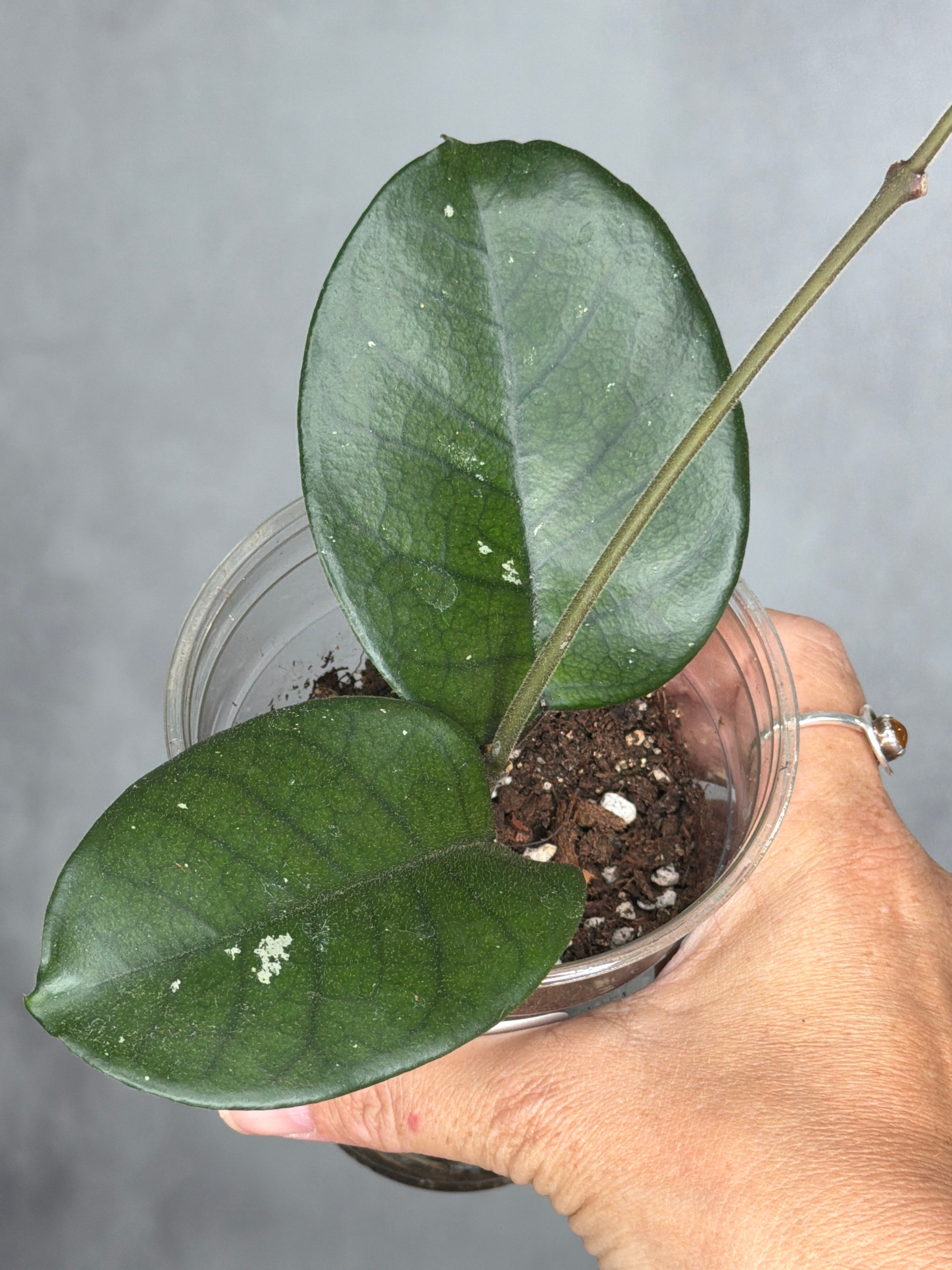 Hoya 'Col. Meekins