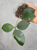 Hoya 'Ms. AnnieLynn'