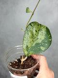 Hoya sp. (seed selection by Patcharwalai)