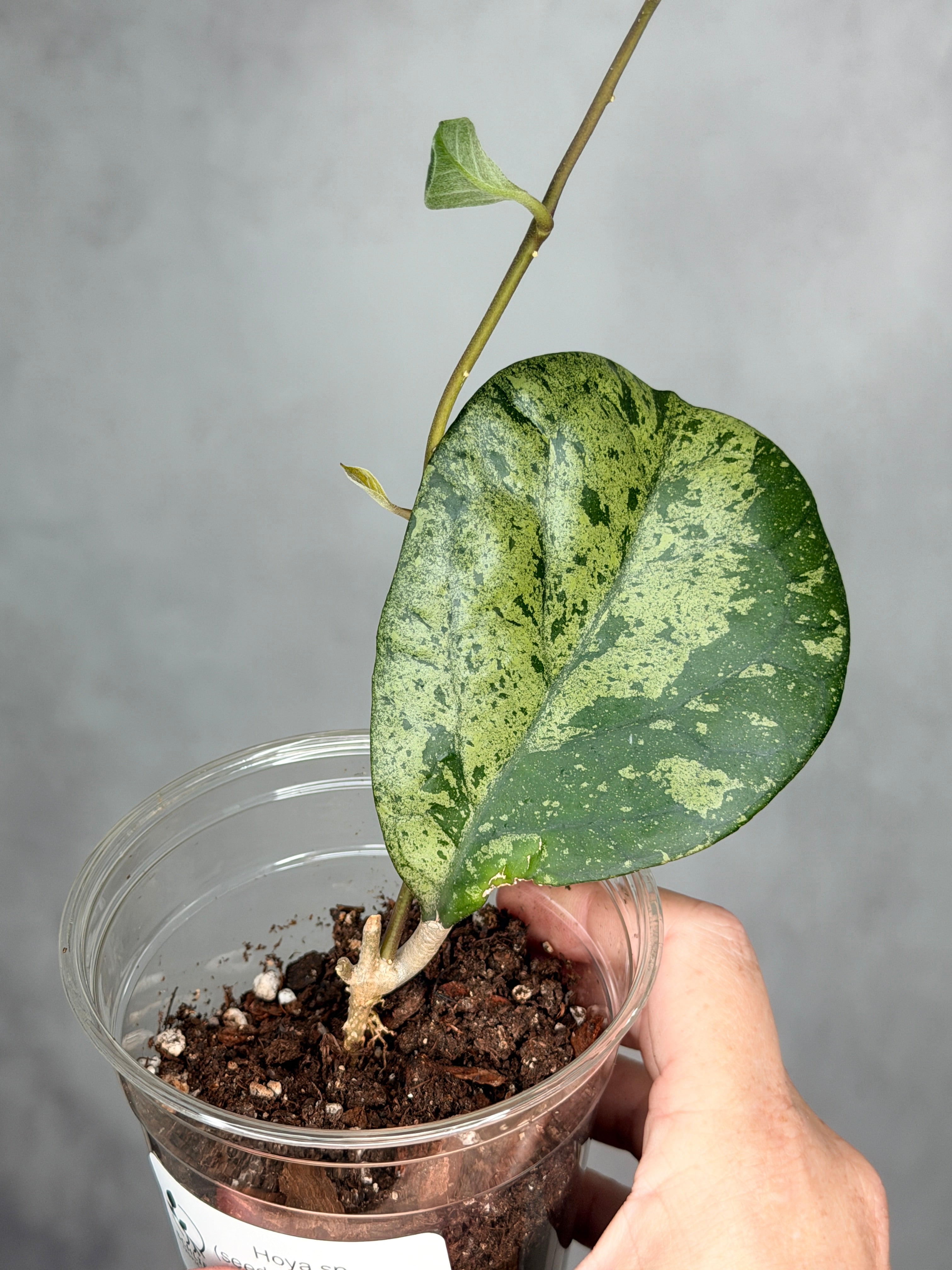 Hoya sp. (seed selection by Patcharwalai)