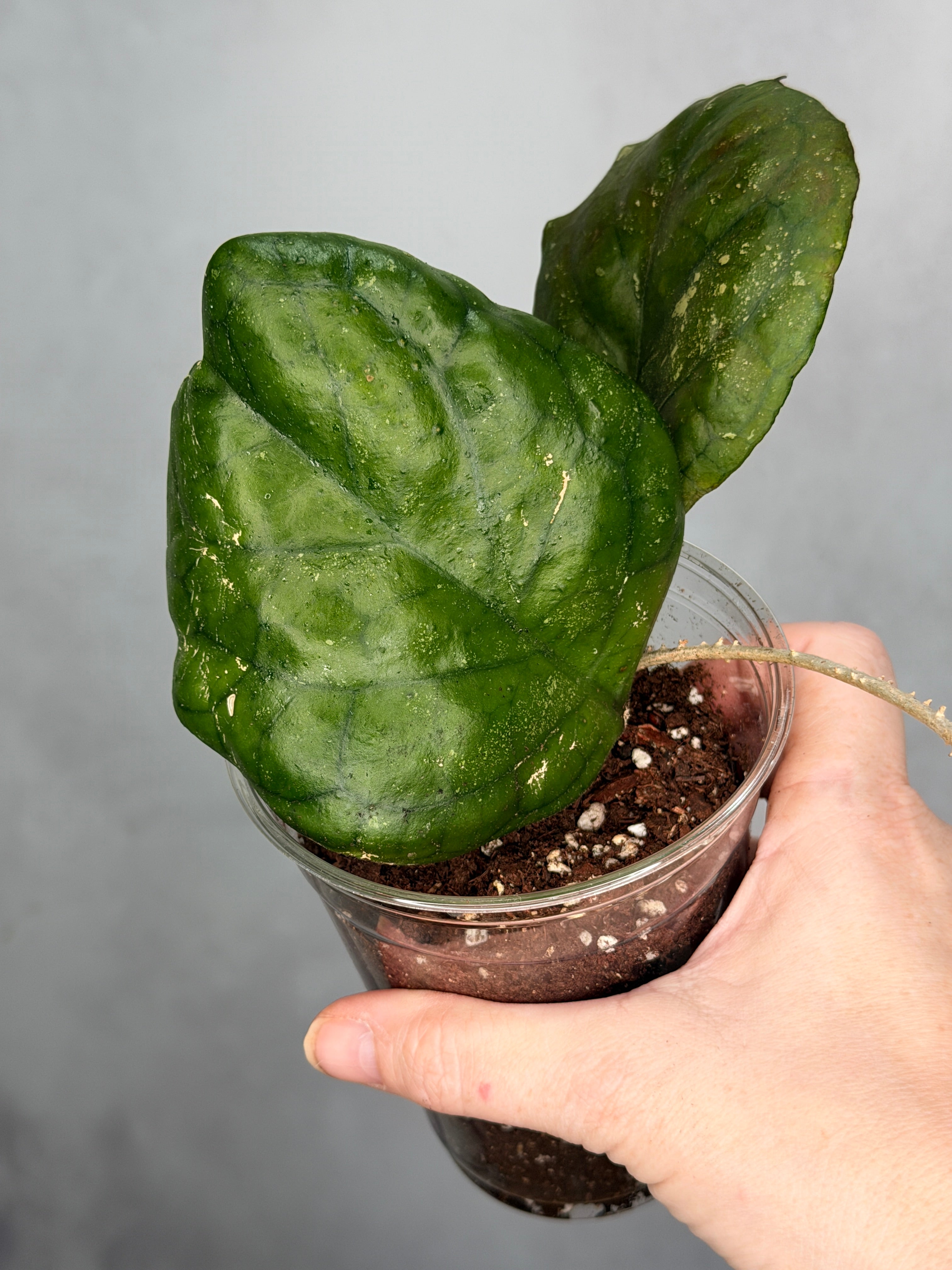 Hoya ‘Patcharawalai’ (seedling)