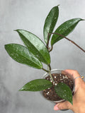 Hoya pubicalyx (splash)