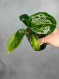 Hoya merrillii