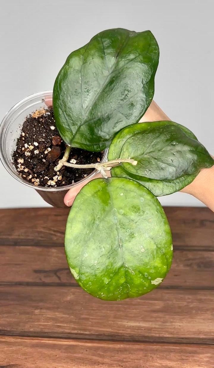 Hoya ‘Ricardo’