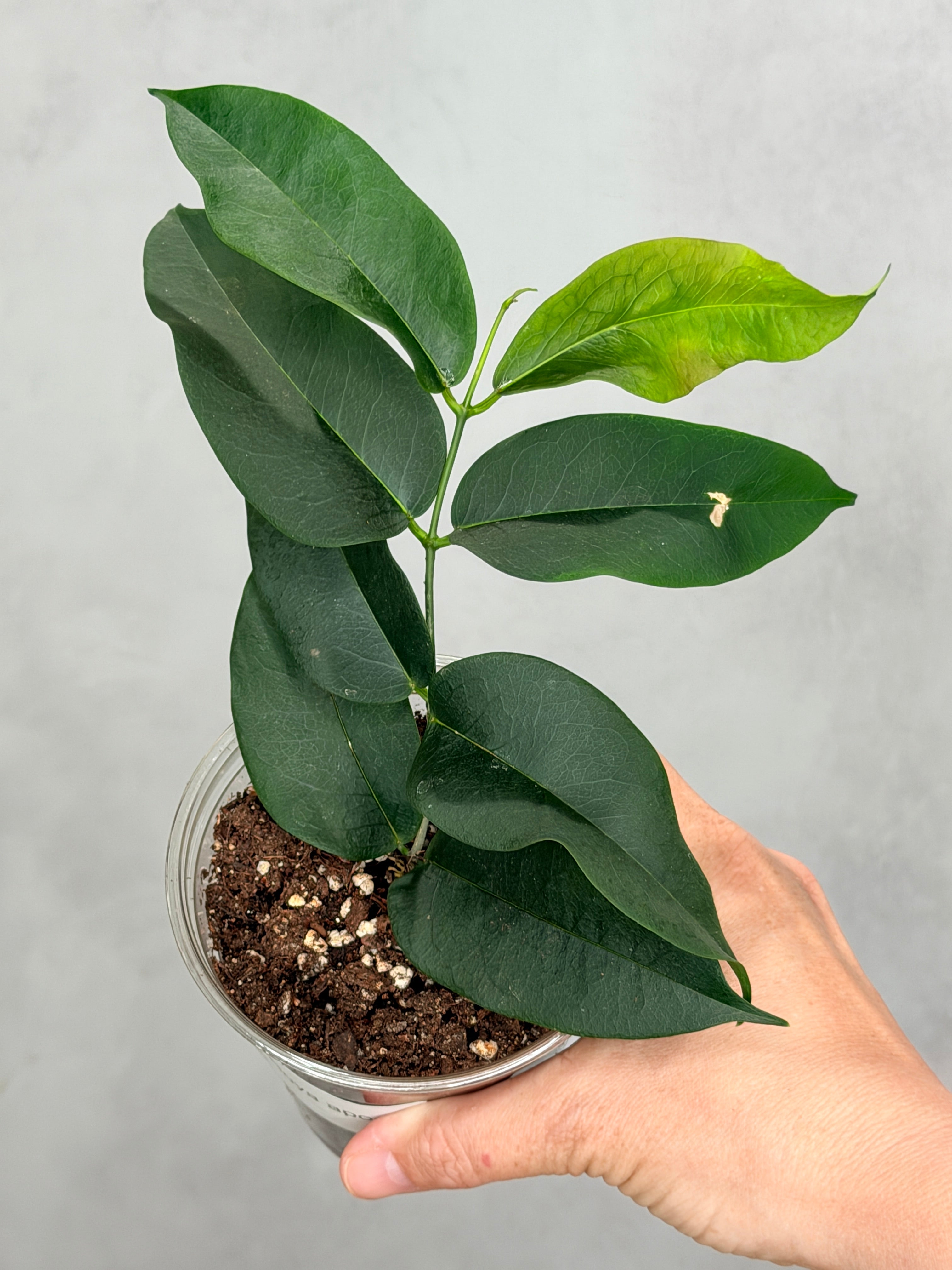 Hoya apoda
