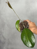 Hoya 'Penny Candy'