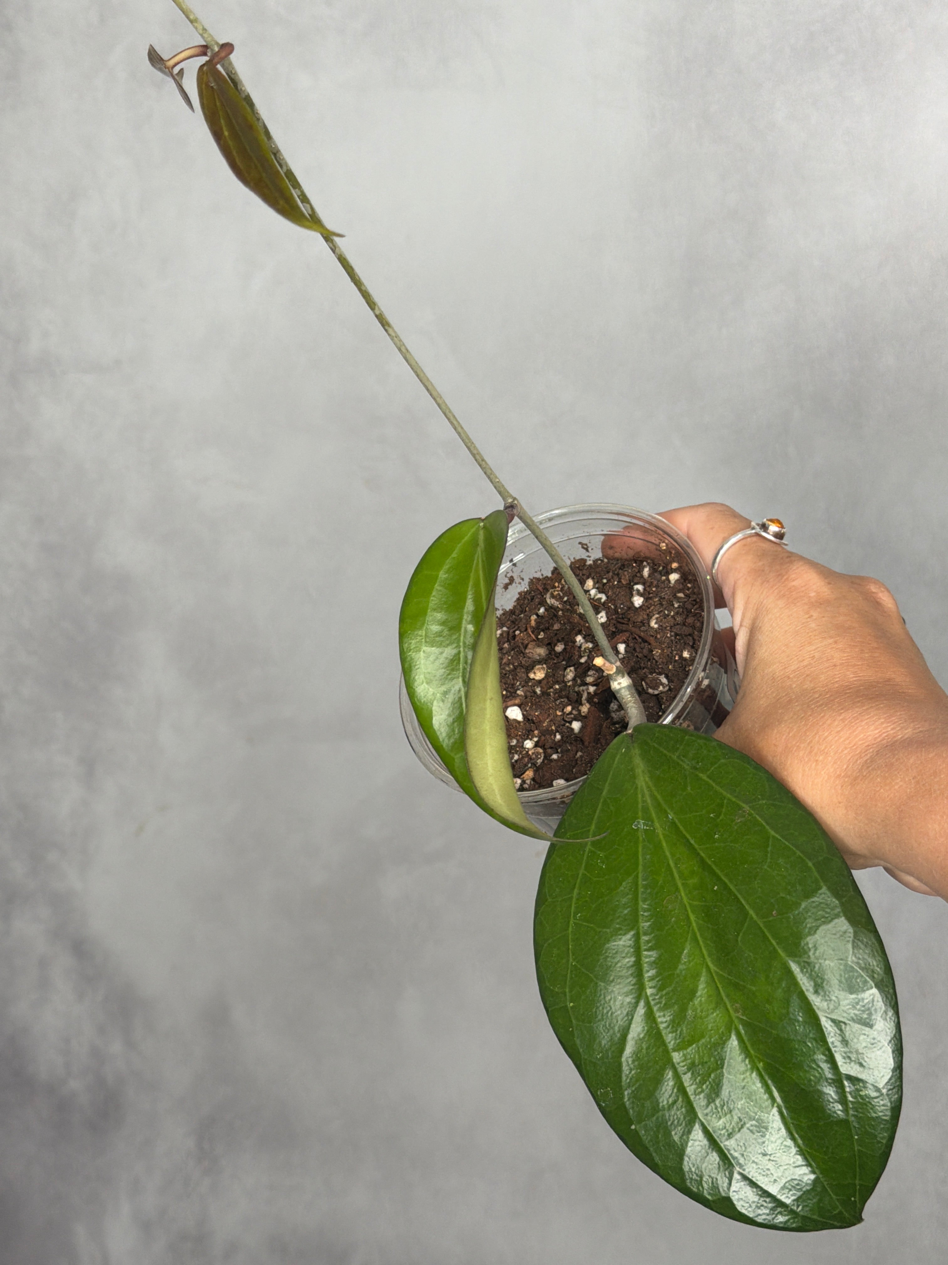 Hoya 'Penny Candy'