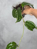 Hoya merrillii