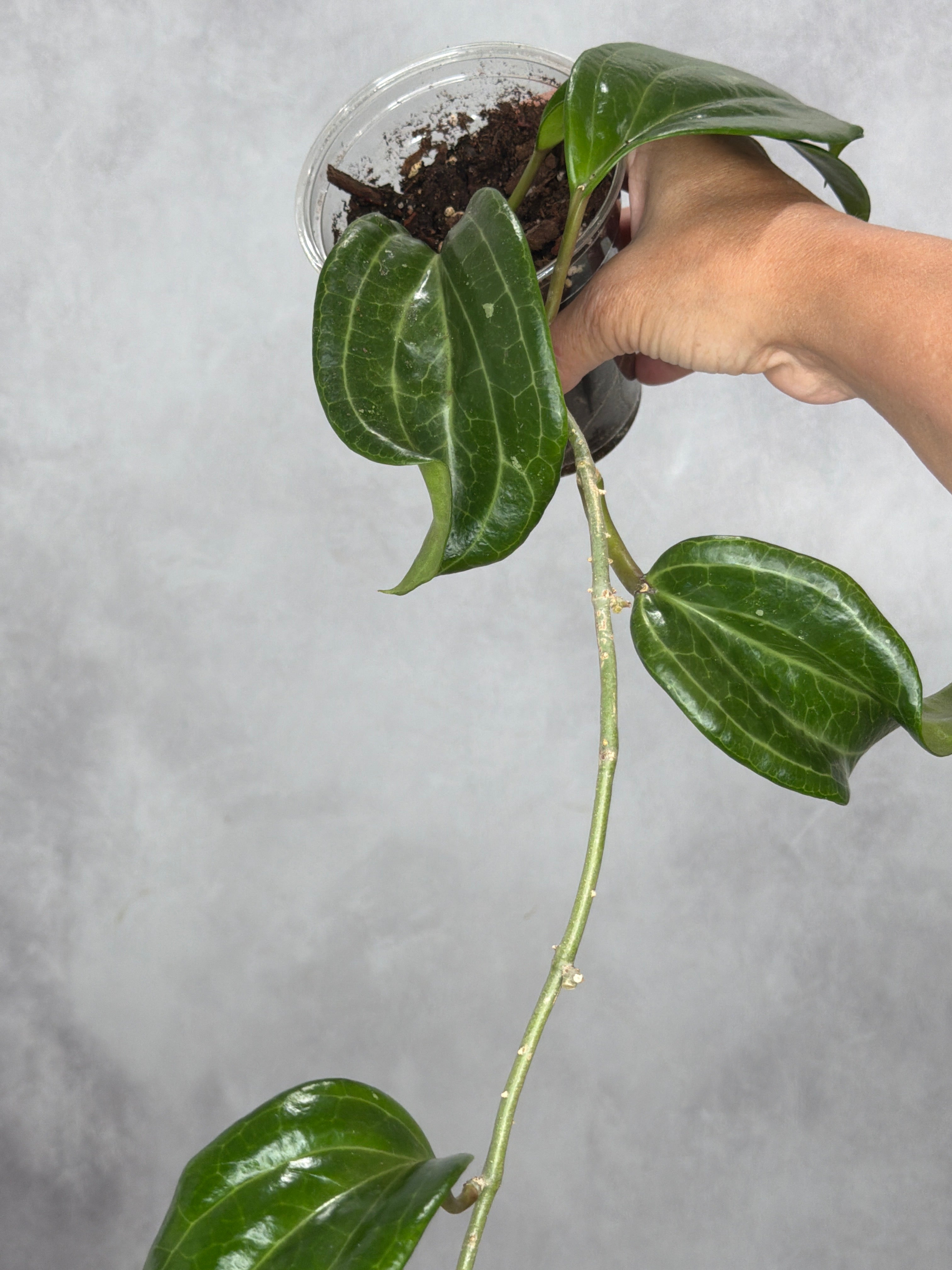 Hoya merrillii