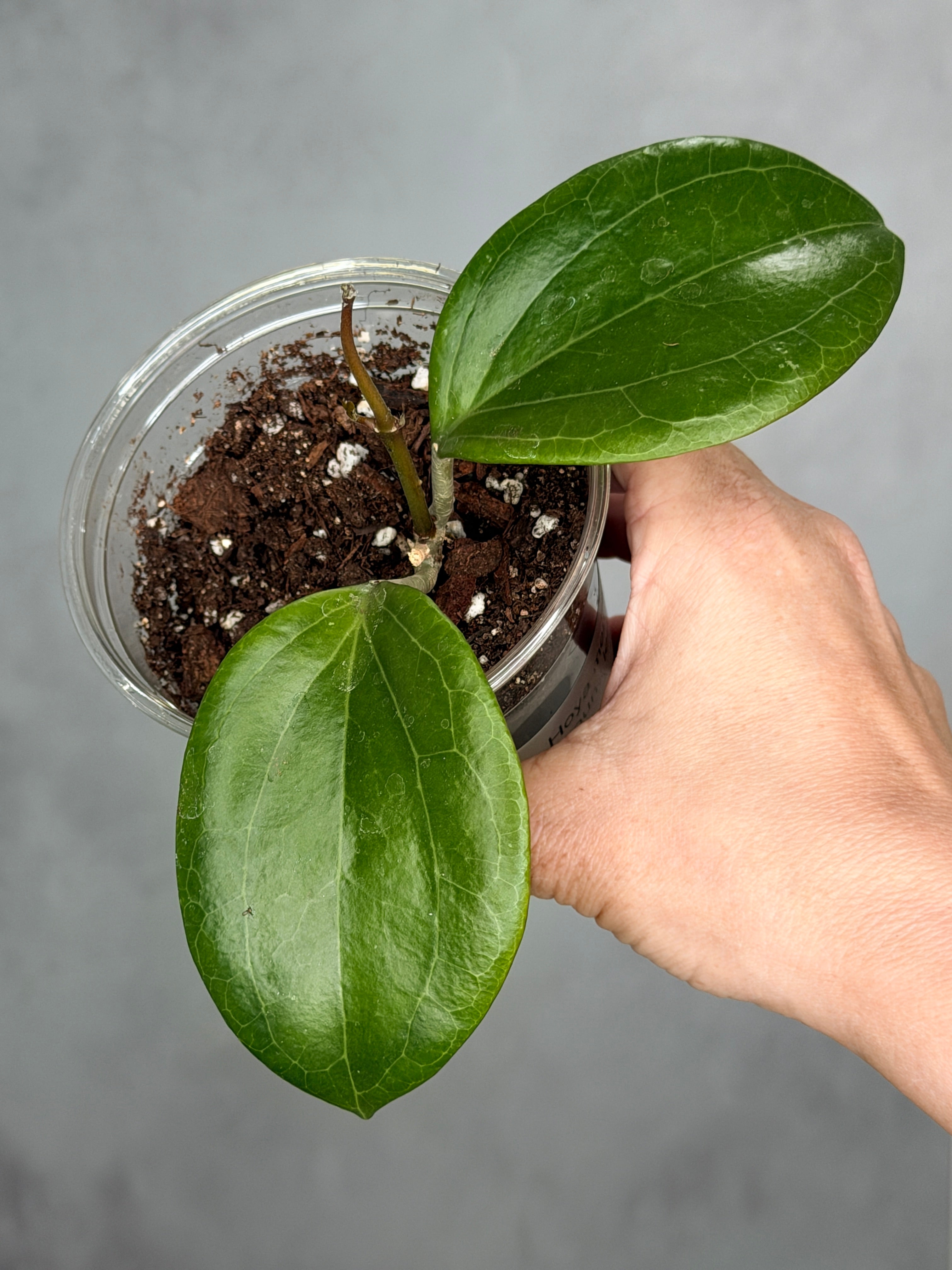 Hoya merrilli (round leaf) 3