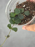 Hoya obcordata