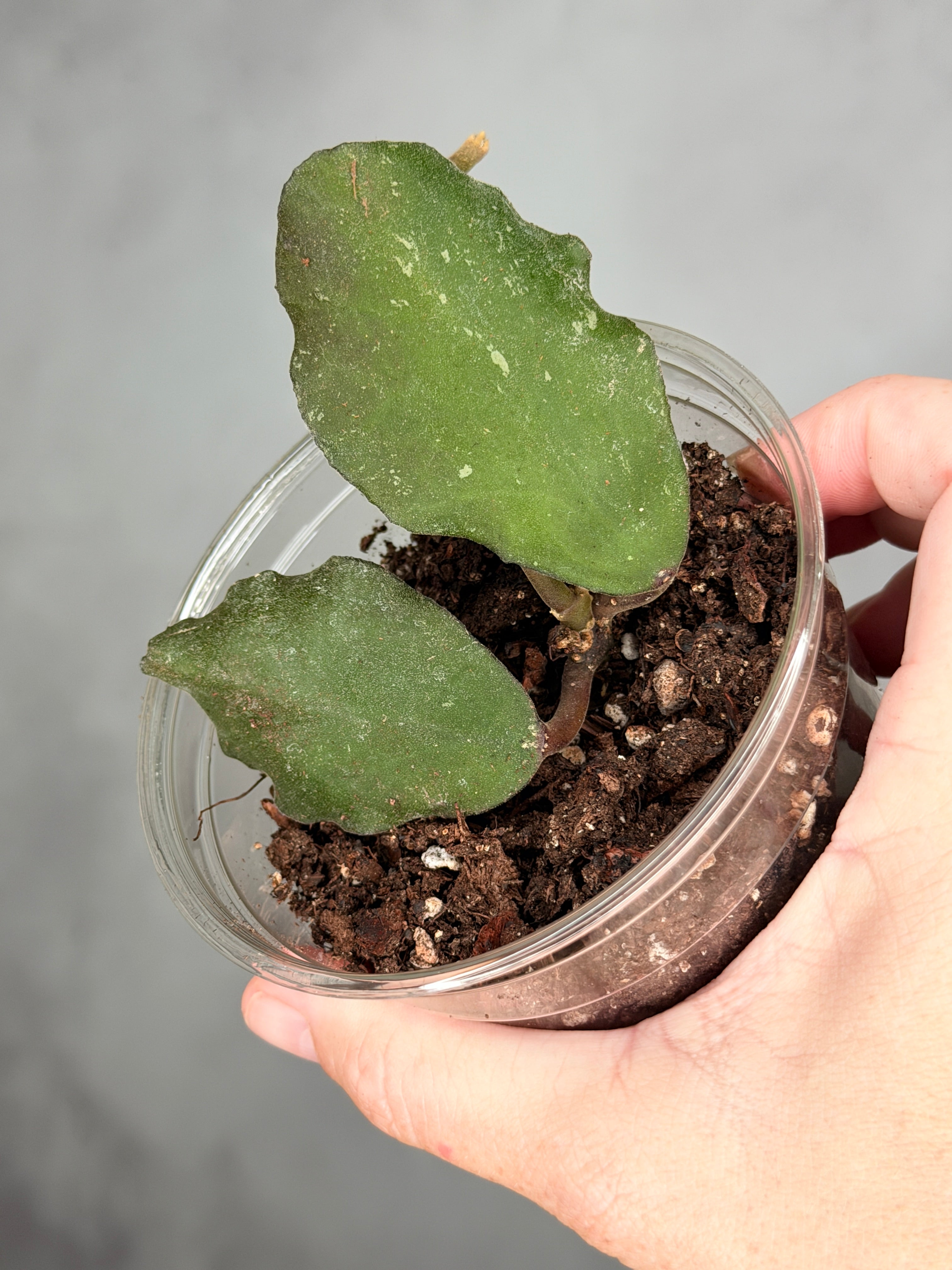Hoya waymanaie