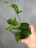 Hoya 'Heidi'