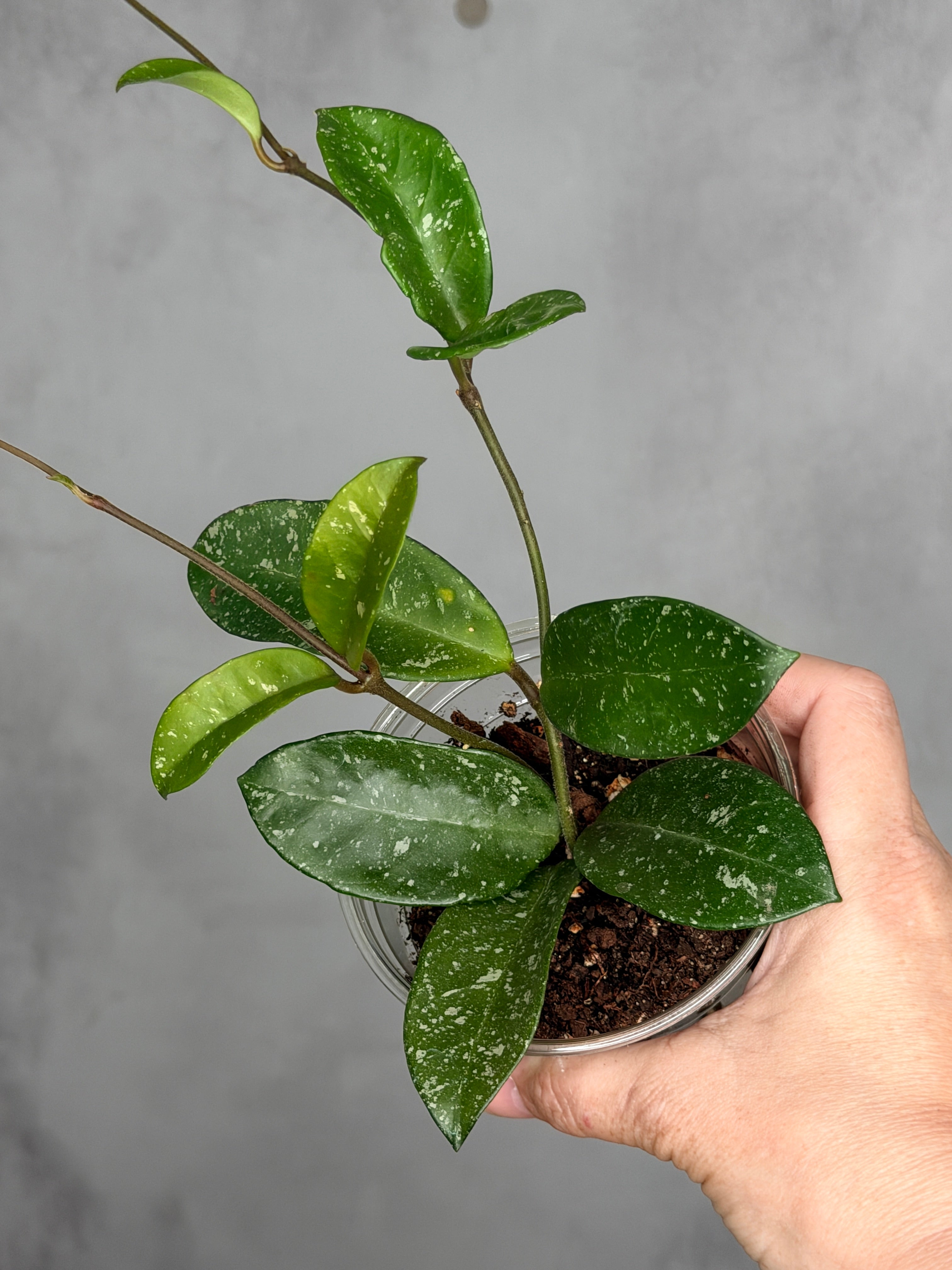 Hoya 'Heidi'