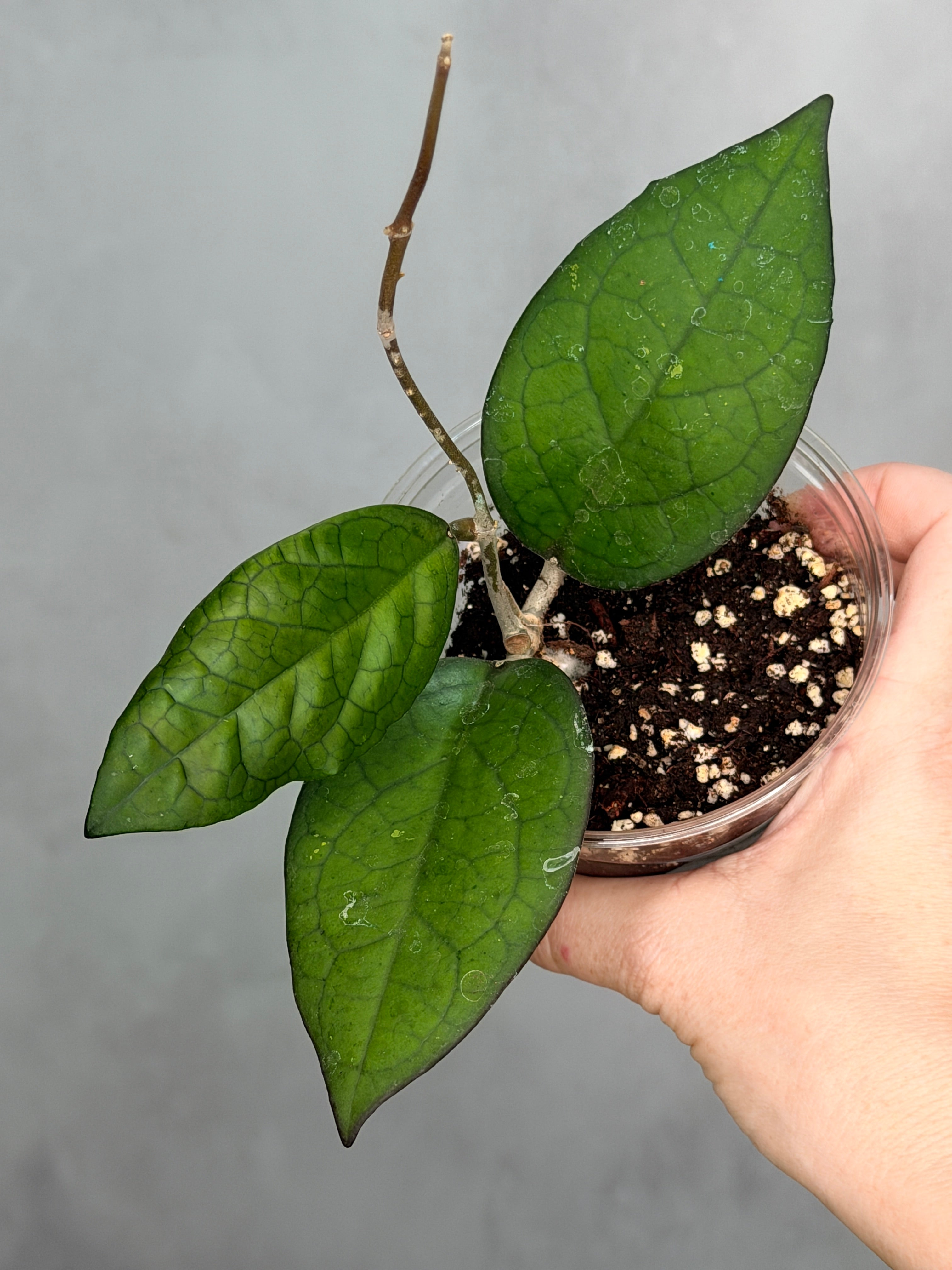 Hoya 'Mayumi' (UPT002)