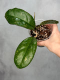 Hoya leonensis