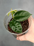 Hoya madulidii