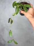 Hoya 'Silver Lady'