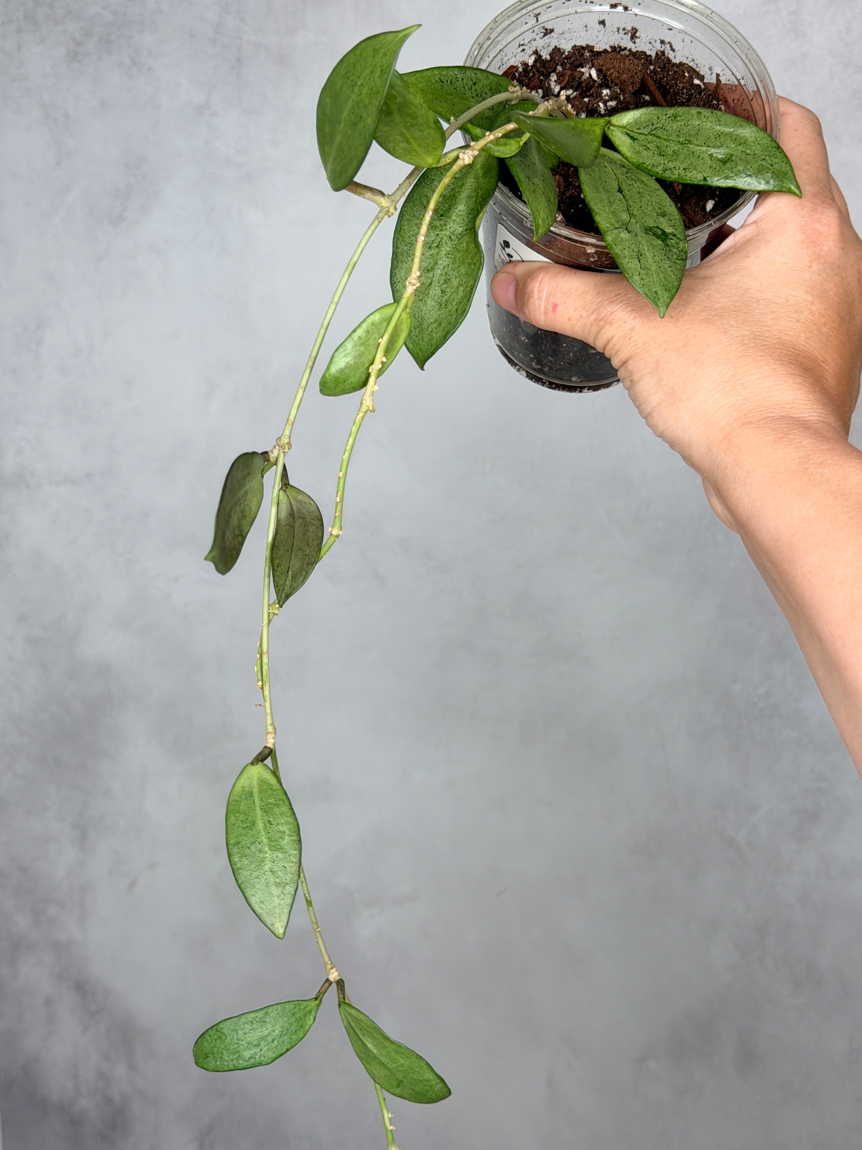 Hoya 'Silver Lady'