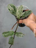Hoya carnosa 'Nova Ghost'