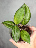 Hoya fitchii x Fusco Marginata