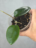 Hoya 'Penny's Treat'