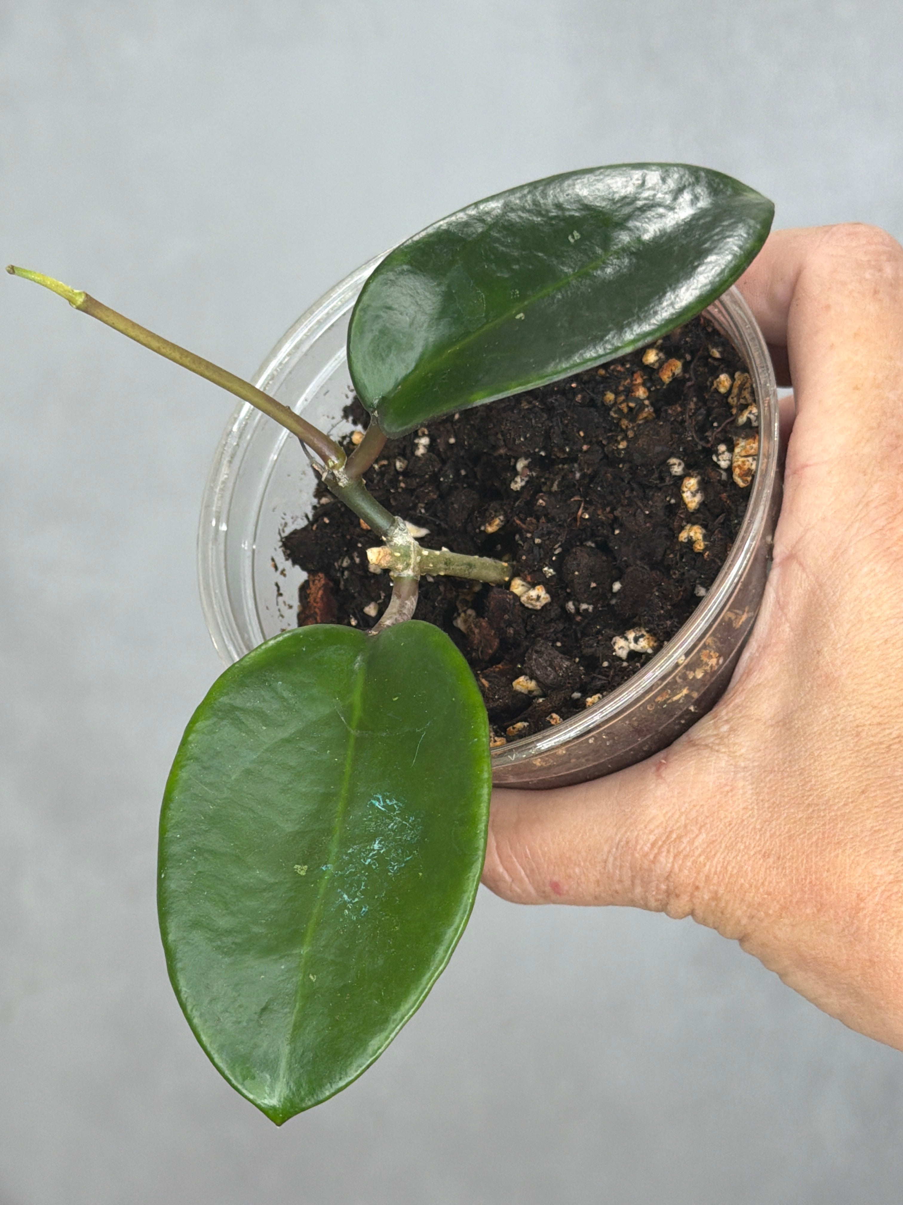 Hoya 'Penny's Treat'