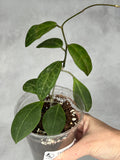 Hoya sp. RCX 50