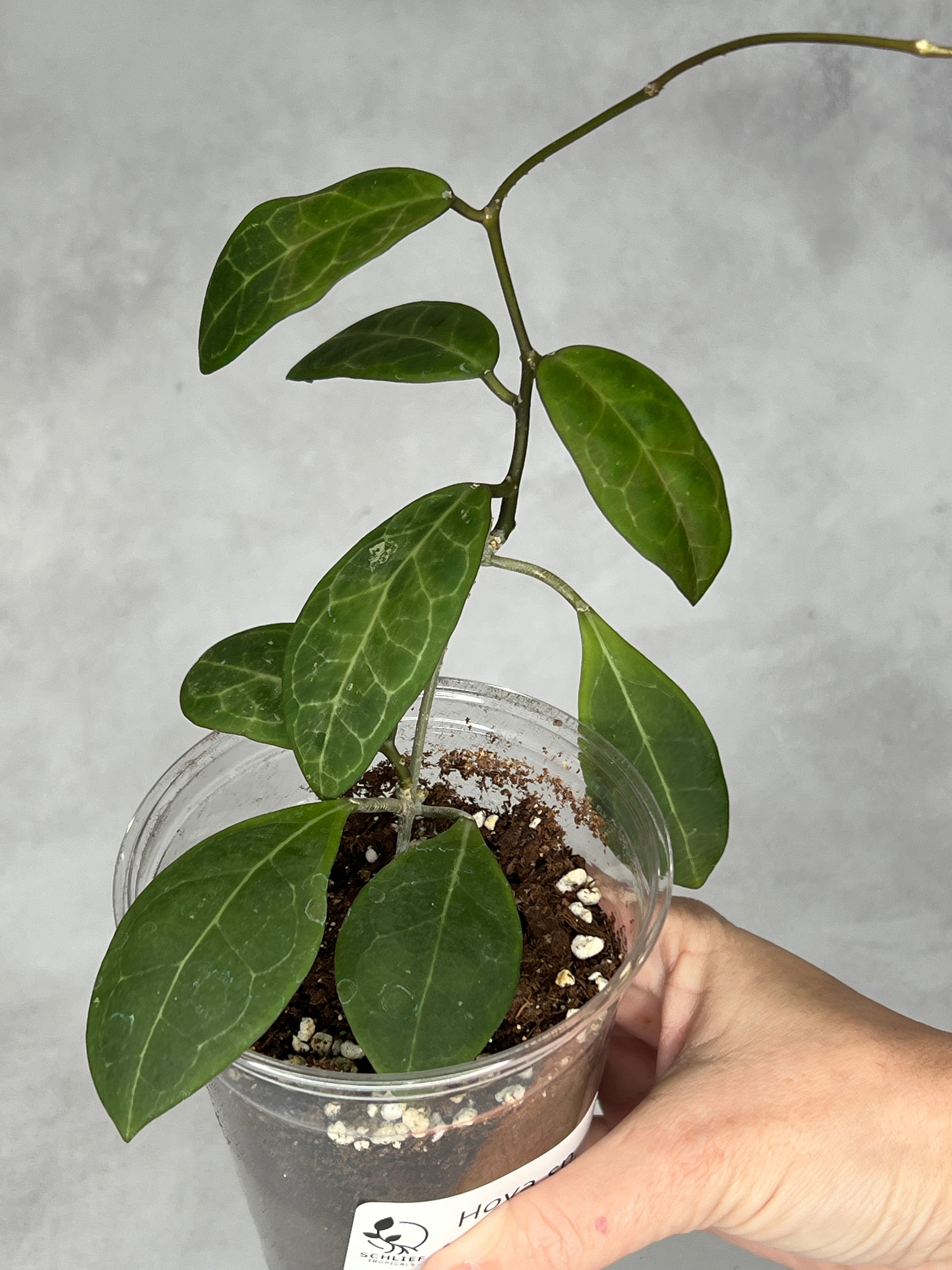 Hoya sp. RCX 50