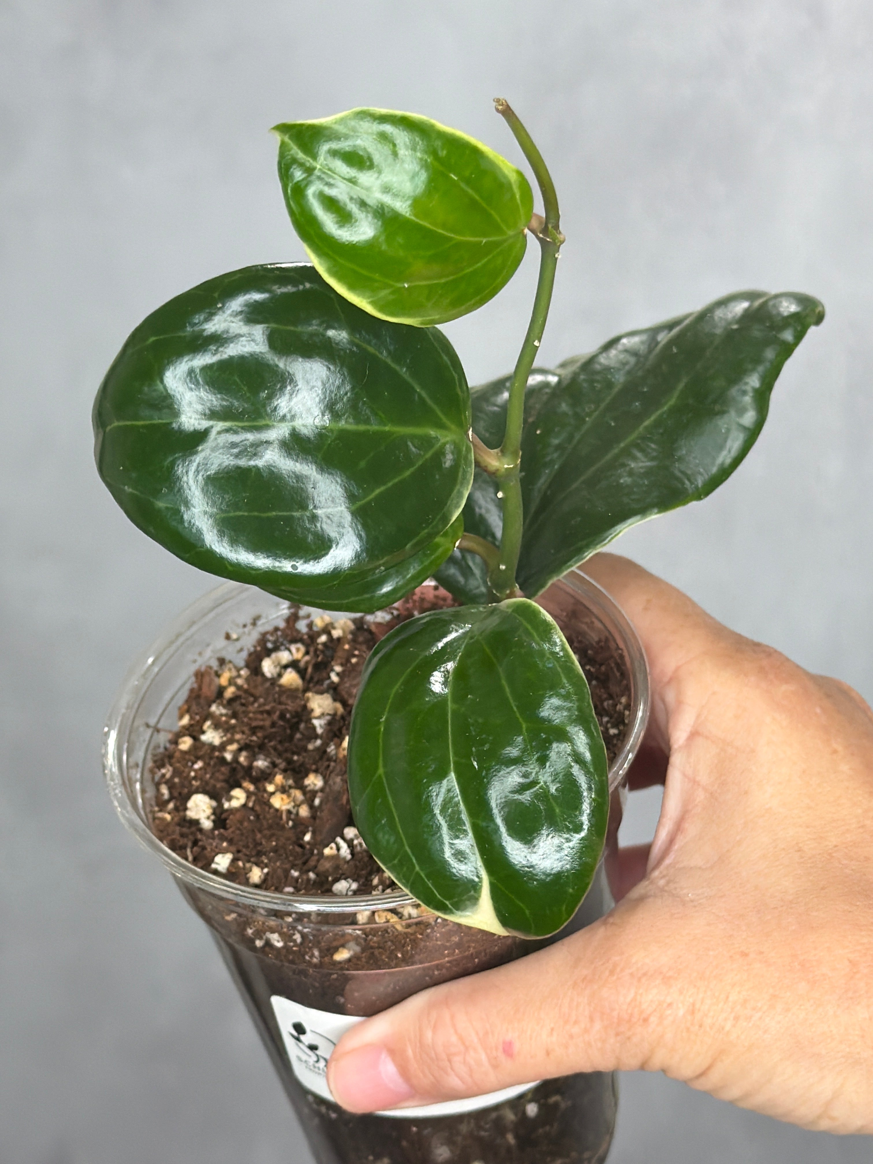Hoya quinquenervia 'Little Plu'