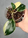Hoya quinquenervia 'Little Plu'