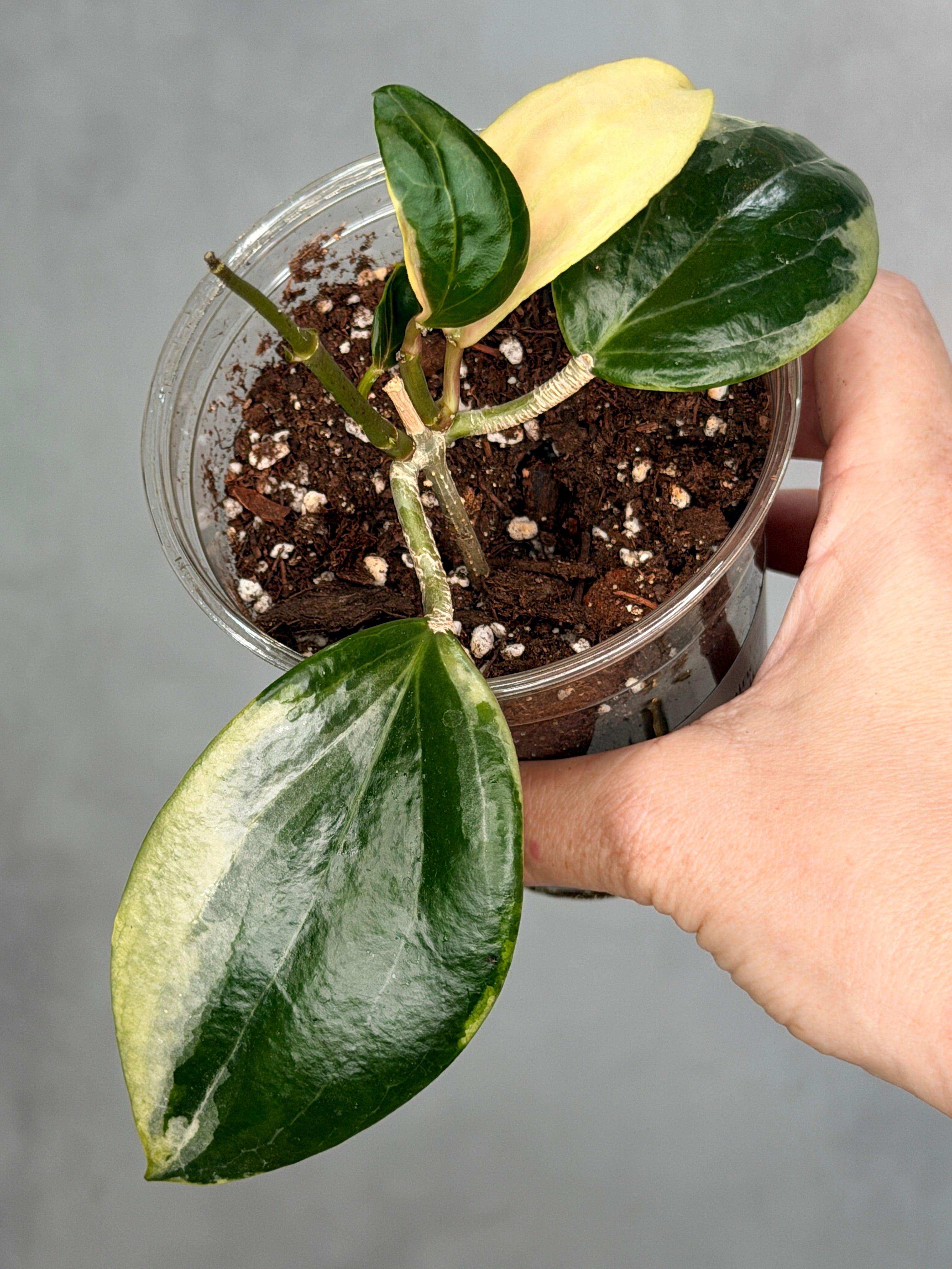 Hoya quinquenervia 'Little Plu'
