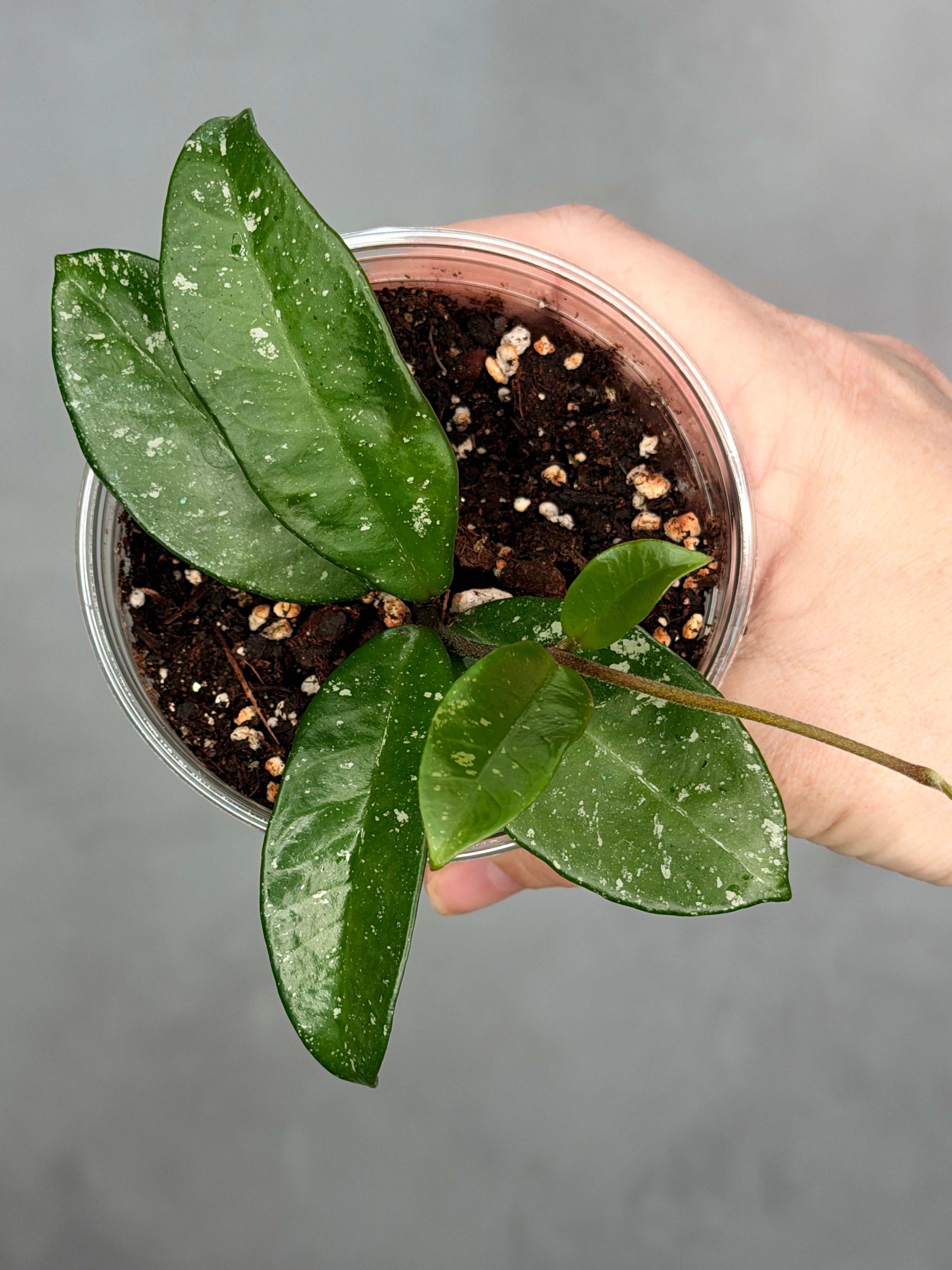 Hoya 'Heidi'