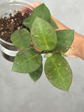 Hoya australis x elliptica