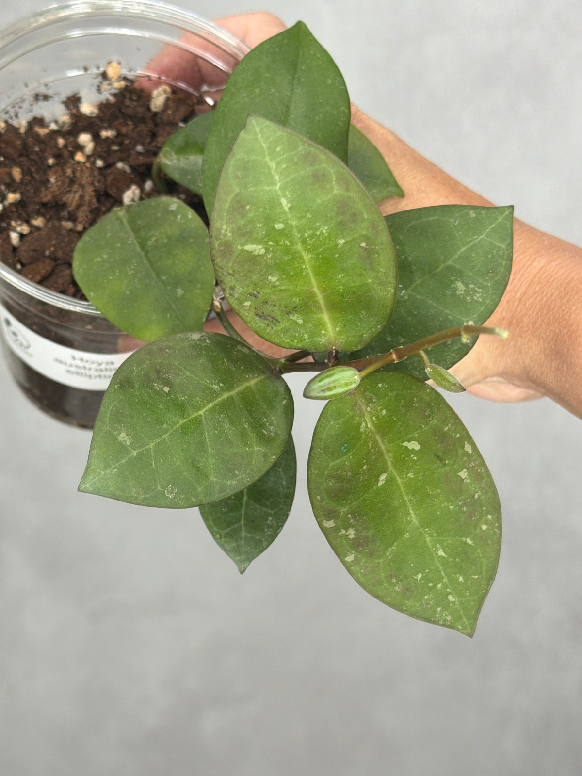 Hoya australis x elliptica