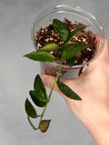 Hoya lacunosa (Long leaf, Malaysia)