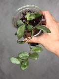 Hoya lacunosa 'Mint Coin'