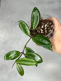 Hoya salweenica
