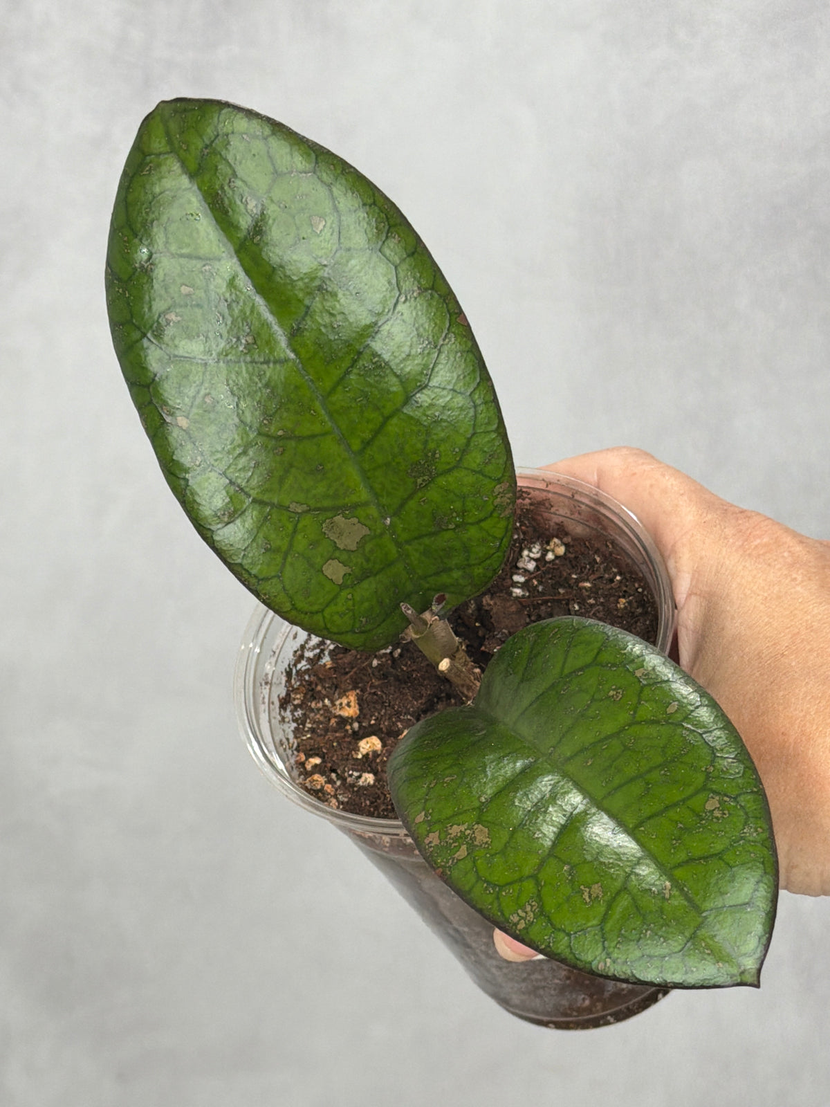Hoya 'Mojii'1